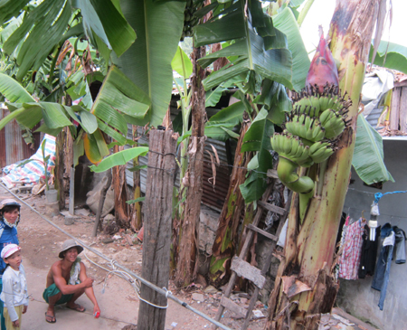 Buong chuoi tro nguoc